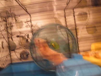 mon petit hamster  