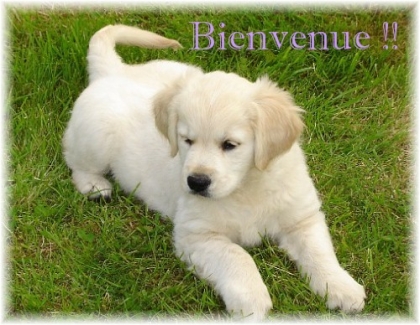 mon chien 