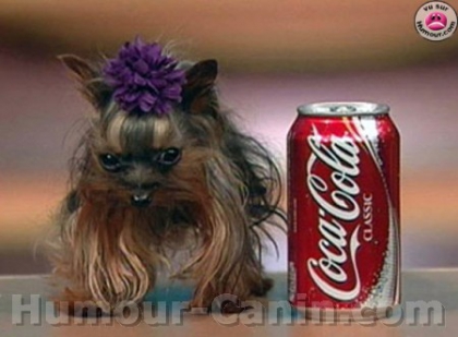 Plus petit chien du monde