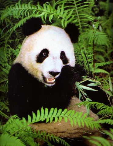 Le panda gant