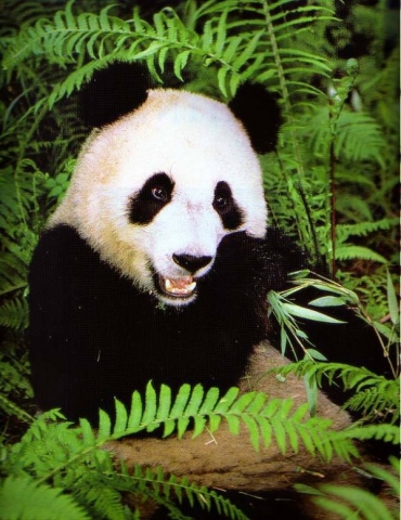 Le panda g�ant