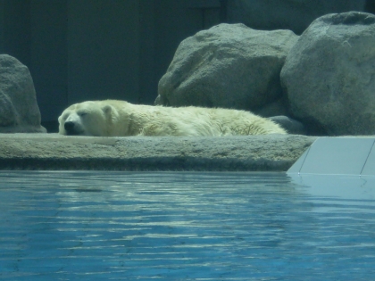 Trop beau l'ours blanc