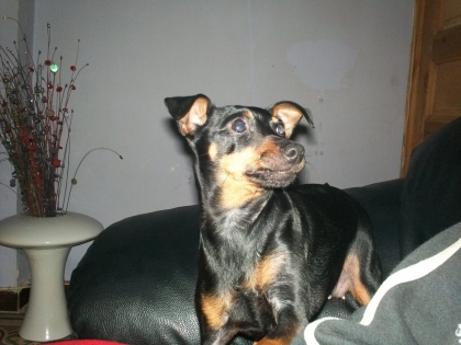 salut ses moi praline