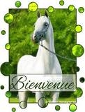 bienvenu 