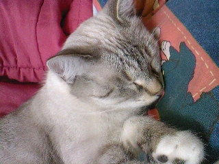 Presentation de mon chat!!<3<3<3