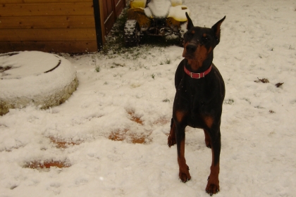 une chienne des neige