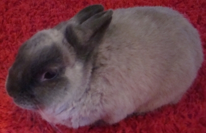 TITOU MON PETIT BEBE