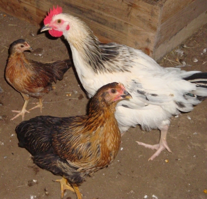 ROSAELLE , MIRABELLE ET PAQUERETTE