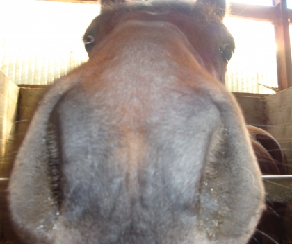 SE PONEY VEUT VOUS DIRE CECI