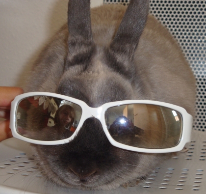 S IL VS PLAIE LISEZ CETTE ARTICLE POUR MON LAPIN 