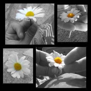 Les fleures !