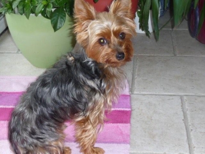 salut  voil le plus beau des chiens du monde