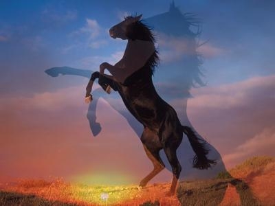 cheval noir et coucher de soleil