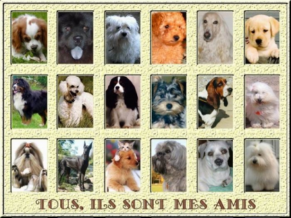 les chiens