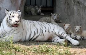 tigre blanc 