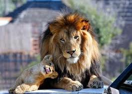 lion et lionso