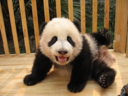 B�b� panda