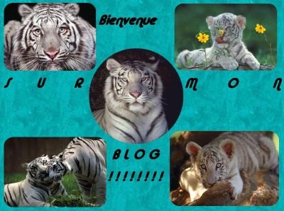 bienvenu sur mon blog 