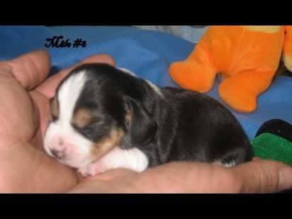 chiot beagle
