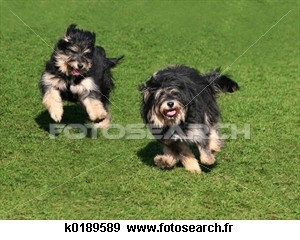 Ce sont deux chiens meilleur ami . 