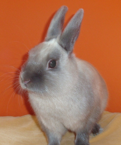 TITOU MON PETIT BEBE