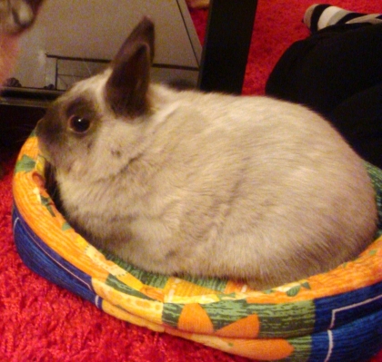 TITOU MON PETIT BEBE 