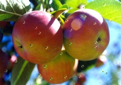 pomme MIAMMMM j'adore