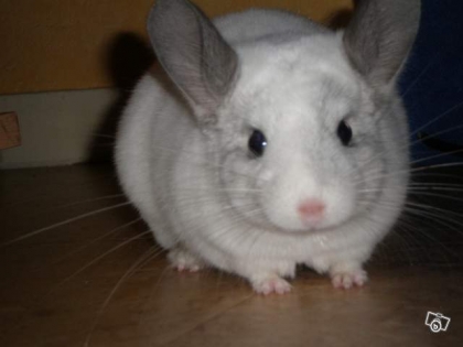 mon ptit chinchilla