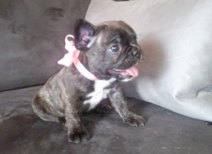 bouledogue franais vs labrador