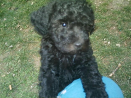 et voila mon deuxime chien 