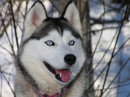 Husky