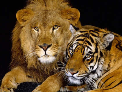 lion et tigre