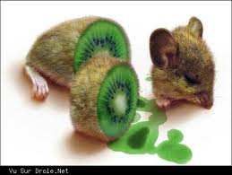 les souris au kiwi