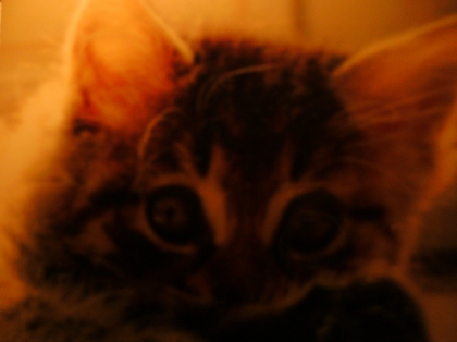 my kitten = p