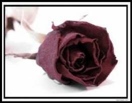 il aimait la mort, elle aimait la vie