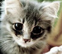le chat