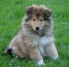 Le Miroir De Forest ! - photo 2