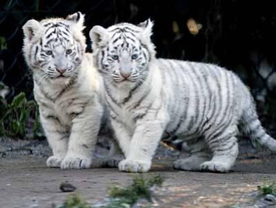 Tigres...