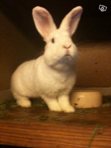 quel animal aimez-vous?