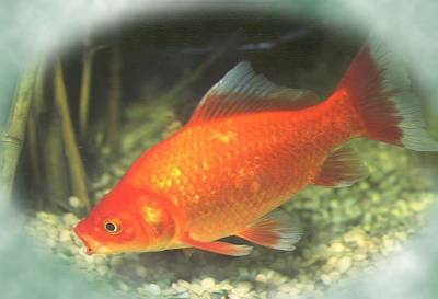 C'est un chagrin qui a du charme..