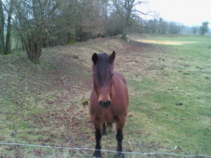 Mes chevaux - photo 2