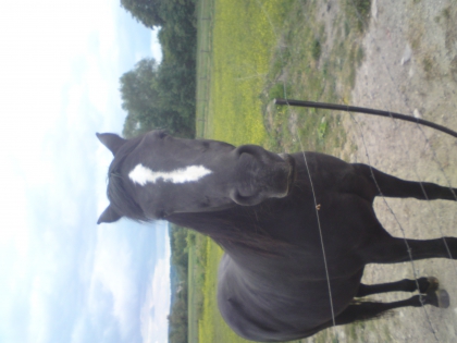 Mes chevaux - photo 3