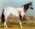 l'appaloosa