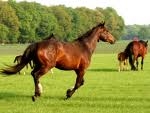les chevaux au galop