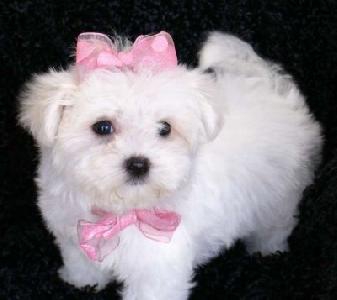 vOIla mon petit bb chiot