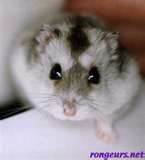 les hamster