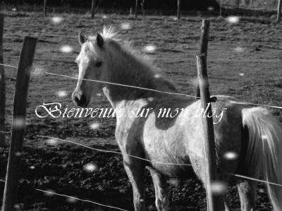 bienvenue  dans   mon   blog