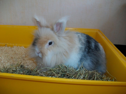 mon lapin