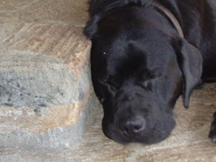 mon chien-chien a moi 