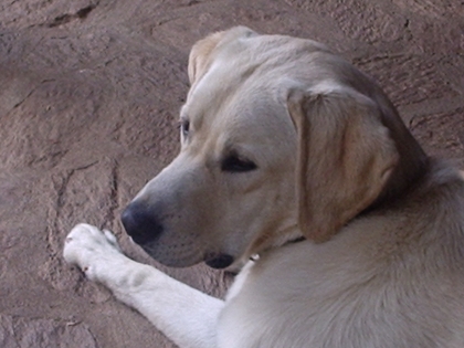 mon autre chien-chien a moi